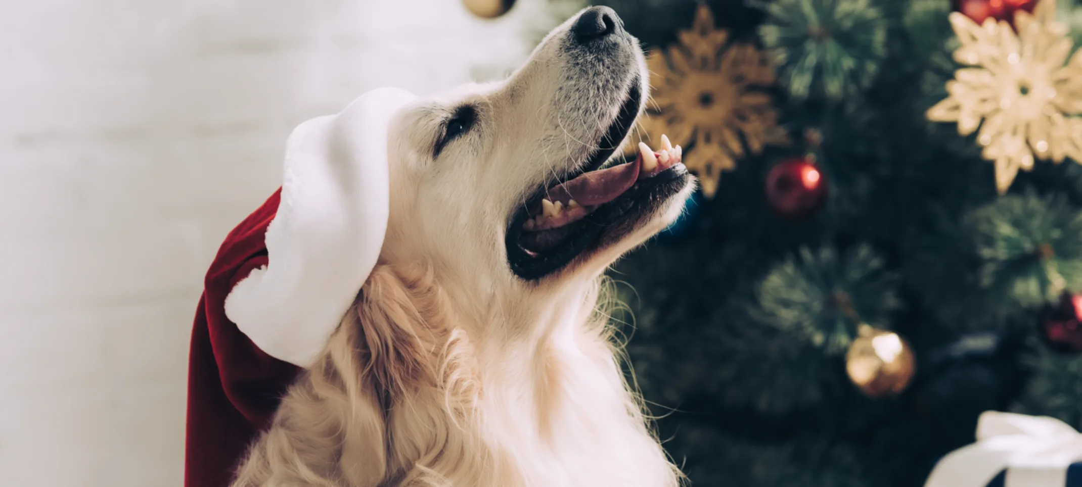 Photo of a dog looking up wearing a red and white hat Photo of a dog looking up wearing a red and white hat
