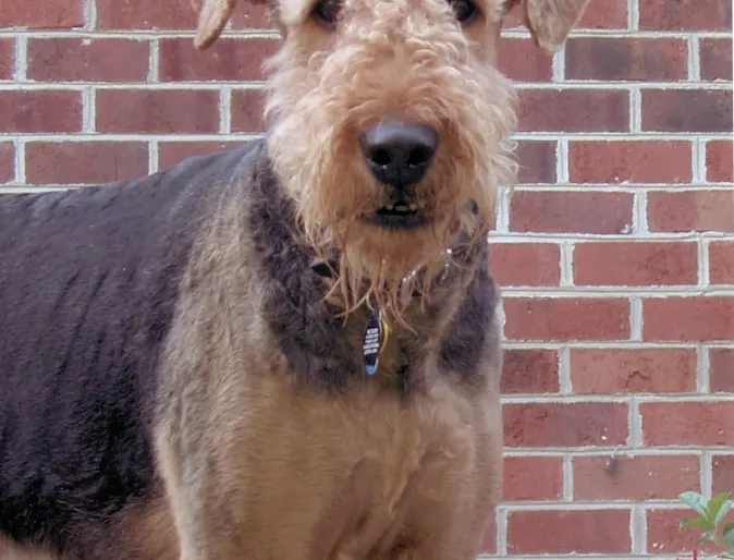 Cooper the dog in front of a brick wall Cooper the dog in front of a brick wall