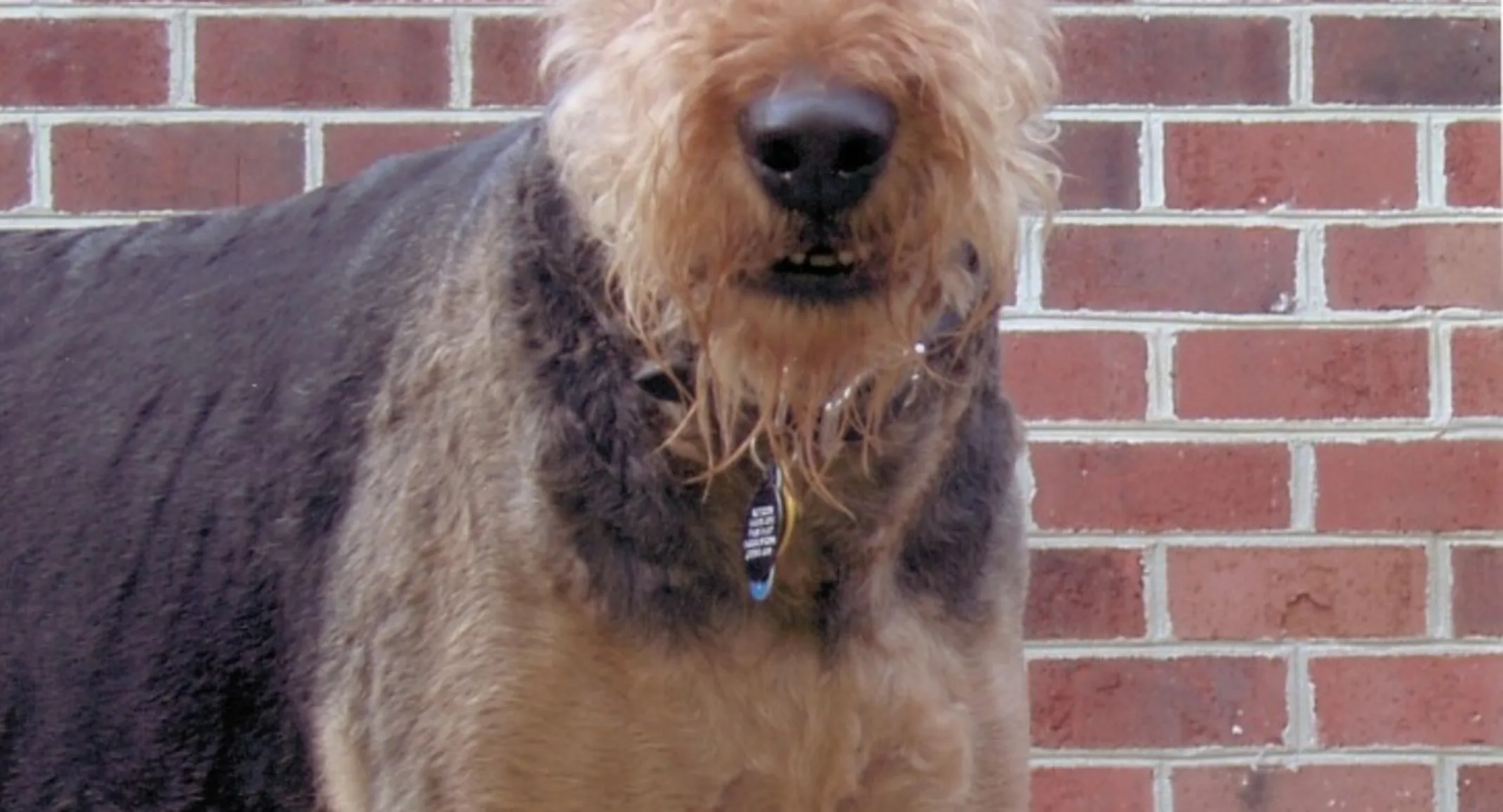 Cooper the dog in front of a brick wall Cooper the dog in front of a brick wall