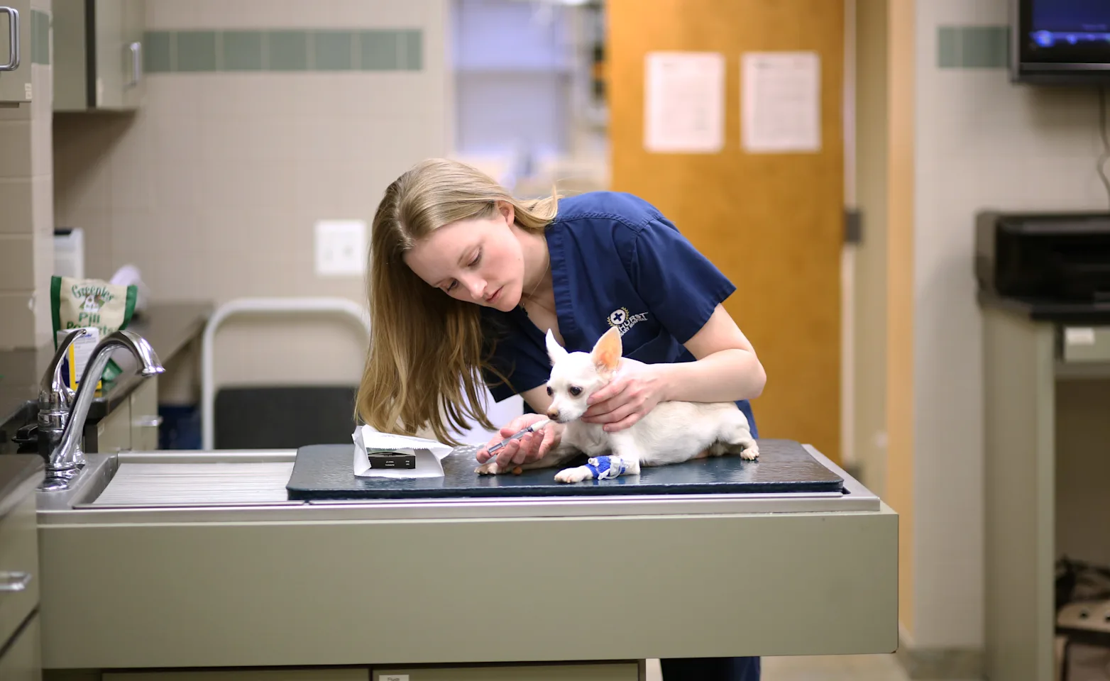 Veterinary Endocrinology  Veterinary Endocrinology