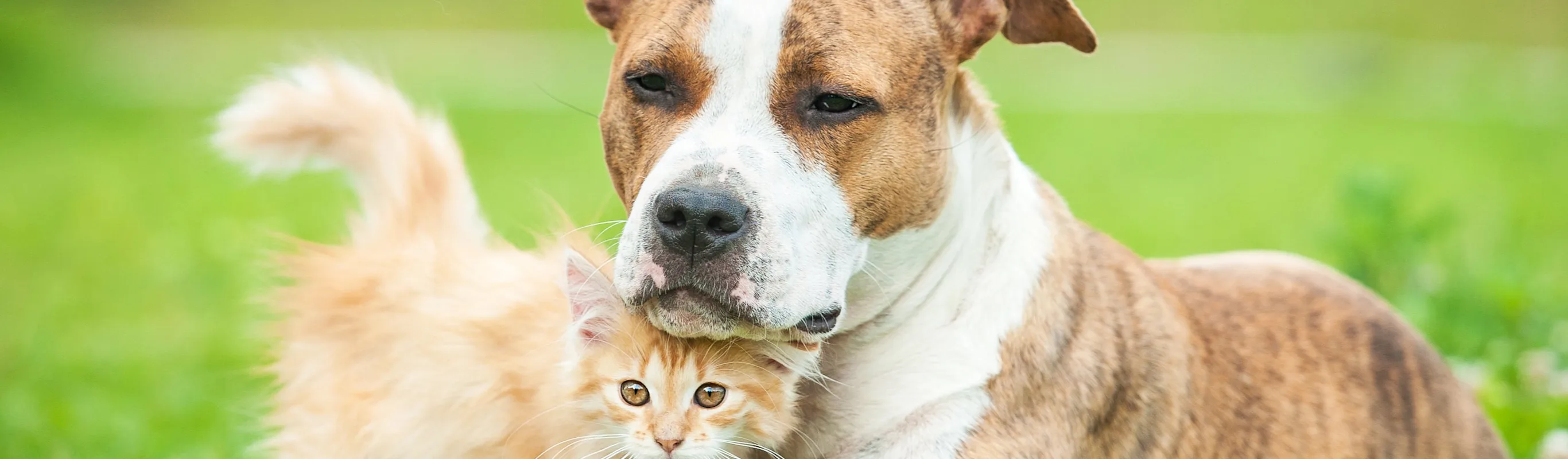 Dog and cat laying in the grass