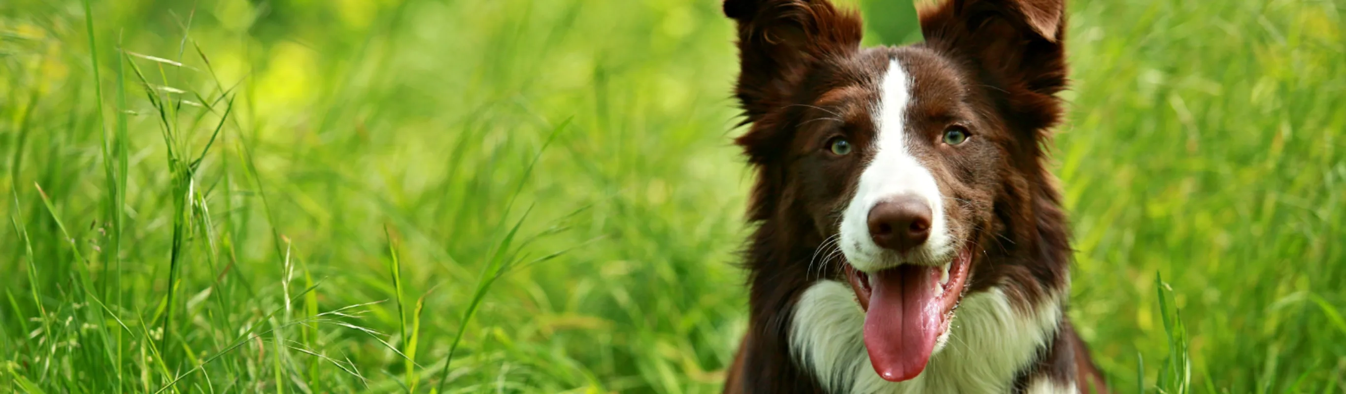Dog in the grass Dog in the grass