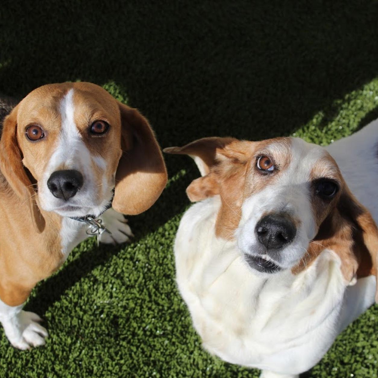 2 dogs looking up at camera against grassy background