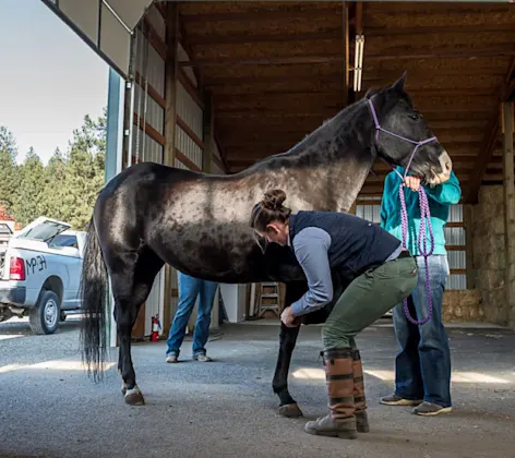 vet examining a horse's leg vet examining a horse's leg