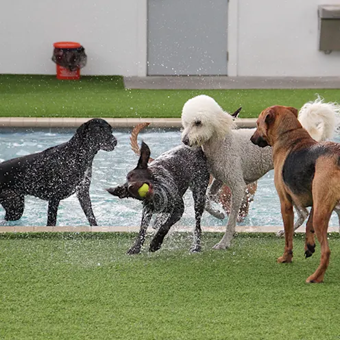 Lauderdale Pet Lodge Play in the Pool Lauderdale Pet Lodge Play in the Pool