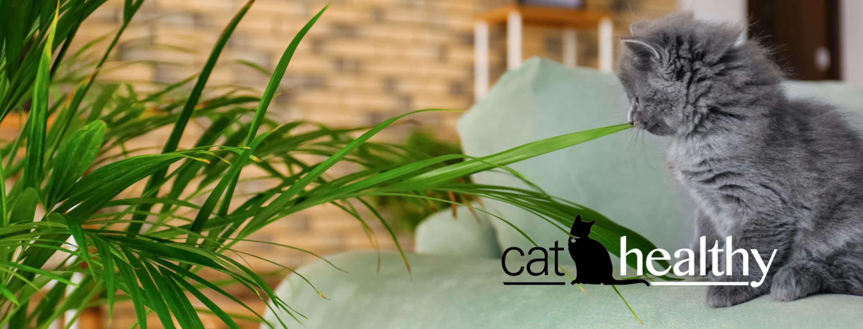 Cat sitting on couch next to plant with the Cat Healthy logo in white