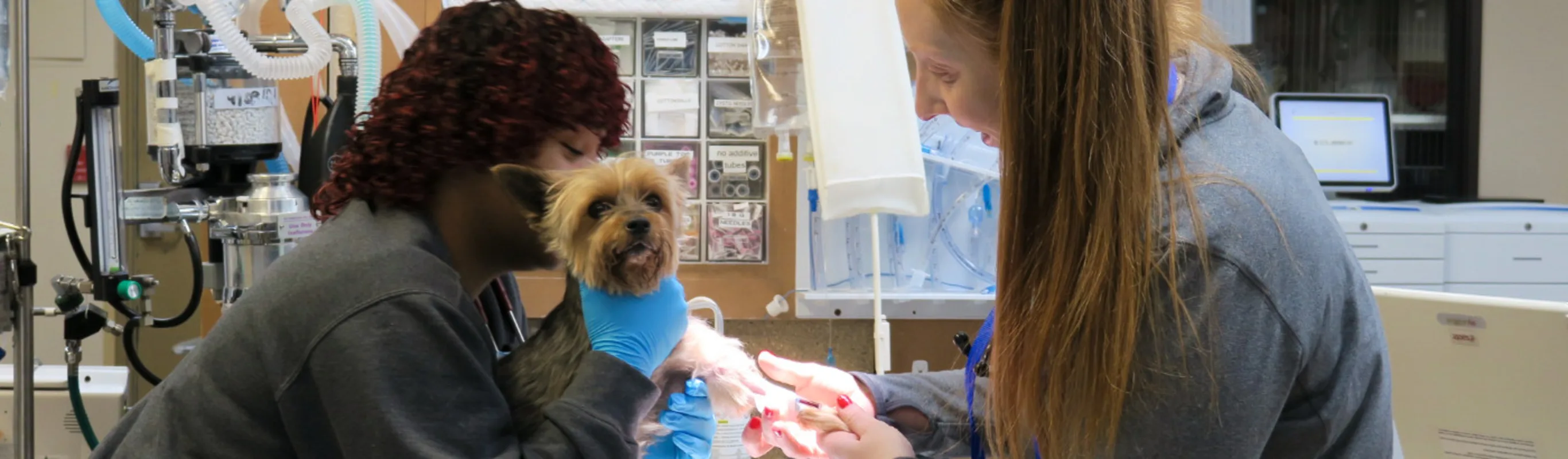 Two staff member examining a dog Two staff member examining a dog