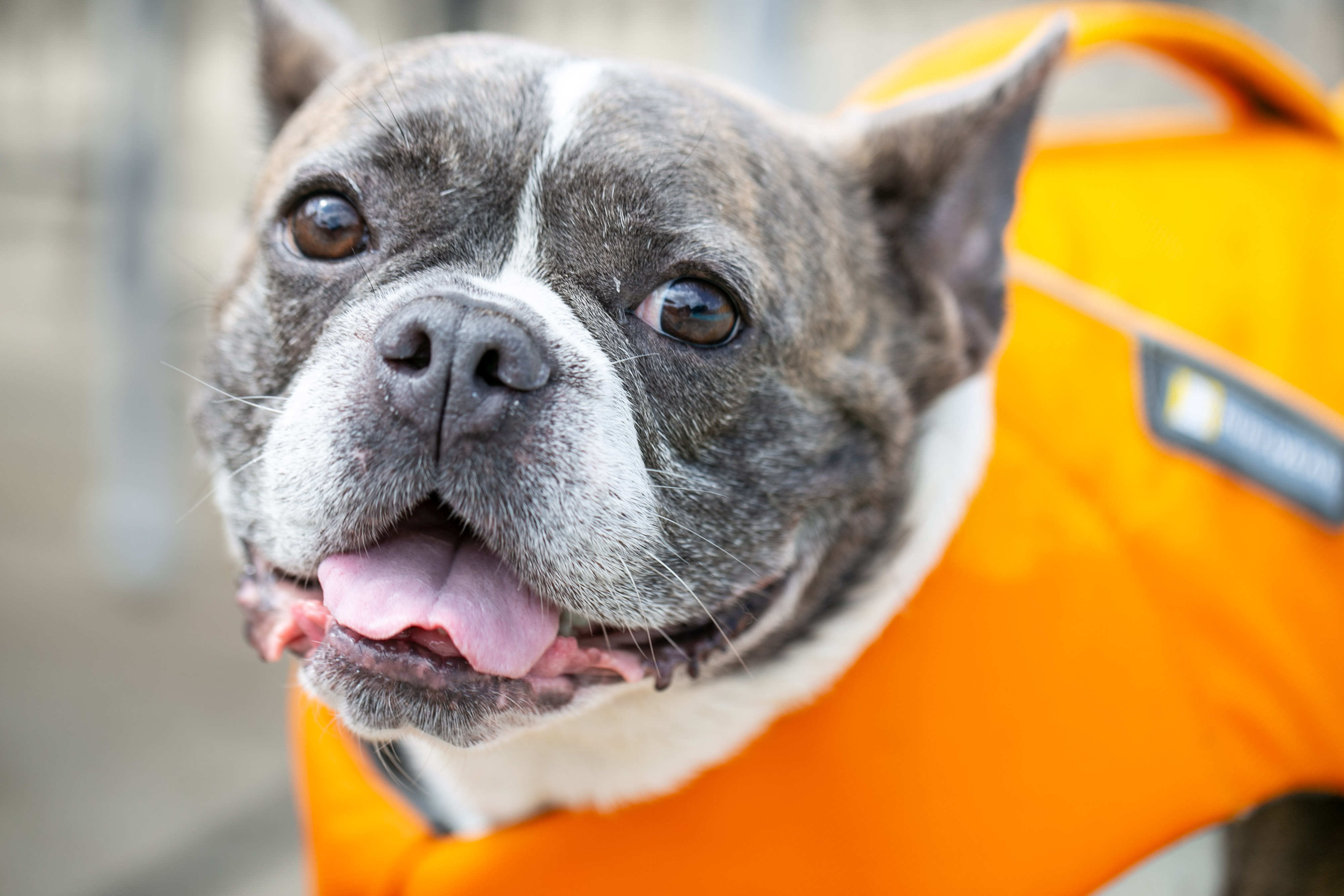 Uptown Hounds Pool Doggo.  Small dog with their bright orange life jacket on looking at the camera. 