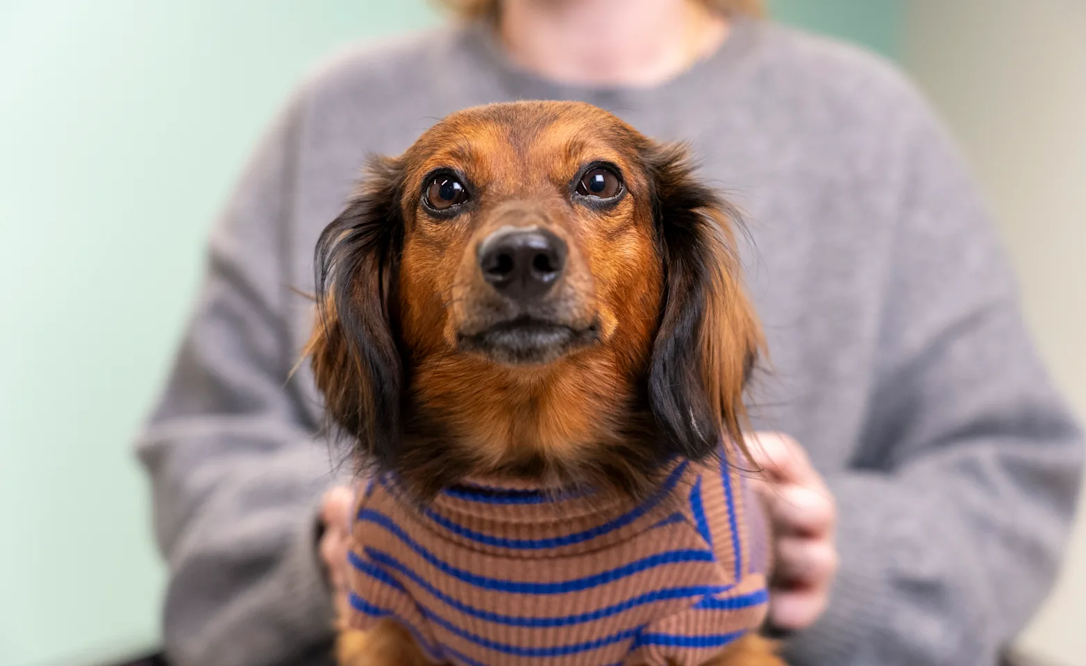 Small dog with sweater being held Small dog with sweater being held