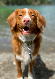 Brown Dog Smiling at the Lake