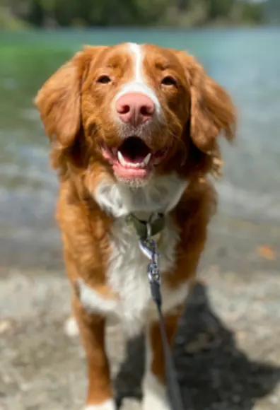 Brown Dog Smiling at the Lake Brown Dog Smiling at the Lake