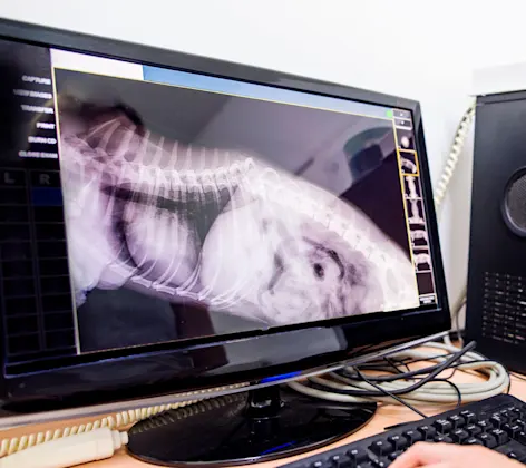 Radiology ay Abbotsford Animal Hospital Radiology ay Abbotsford Animal Hospital