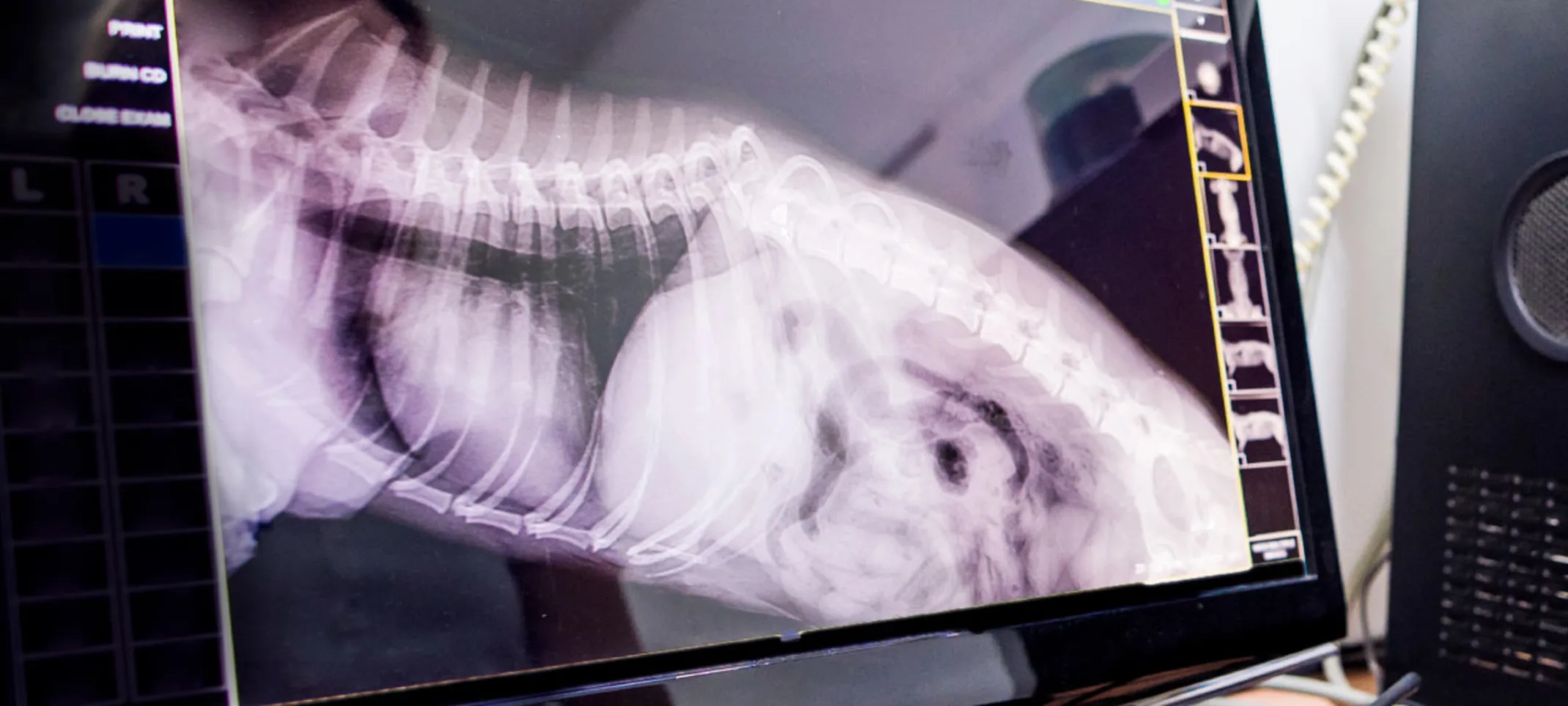 Radiology ay Abbotsford Animal Hospital Radiology ay Abbotsford Animal Hospital