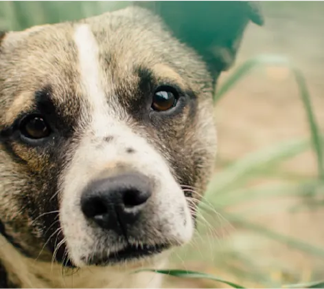 A closeup of a dog standing in tall grass looking at the camera. A closeup of a dog standing in tall grass looking at the camera.