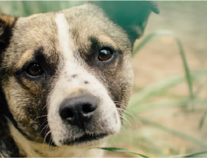 A closeup of a dog standing in tall grass looking at the camera.