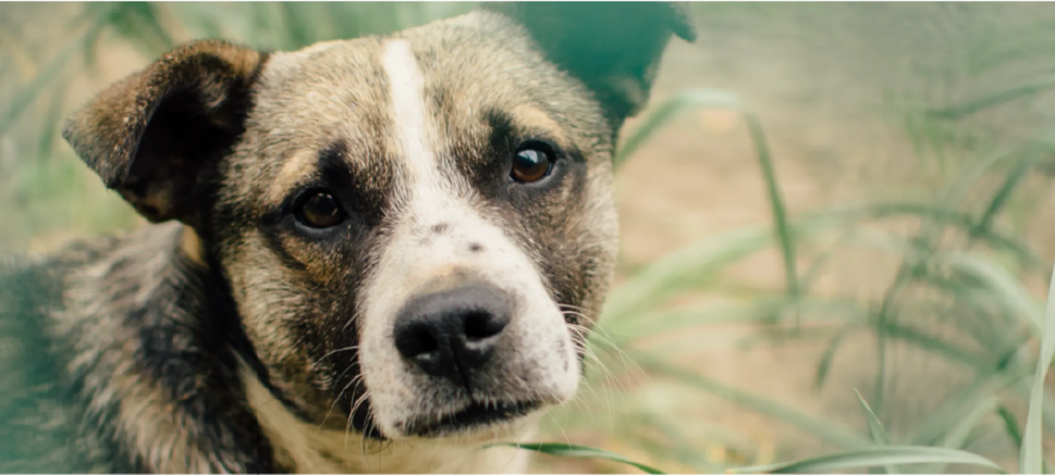 A closeup of a dog standing in tall grass looking at the camera.