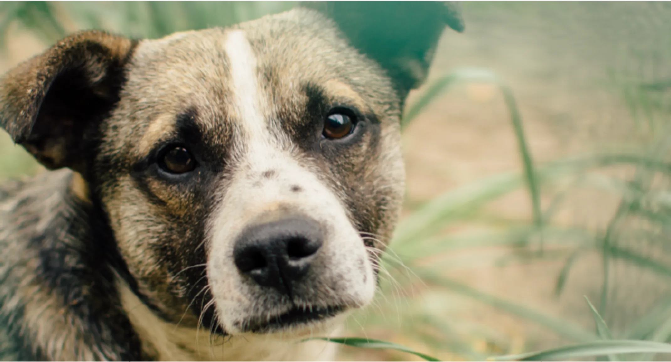 A closeup of a dog standing in tall grass looking at the camera.