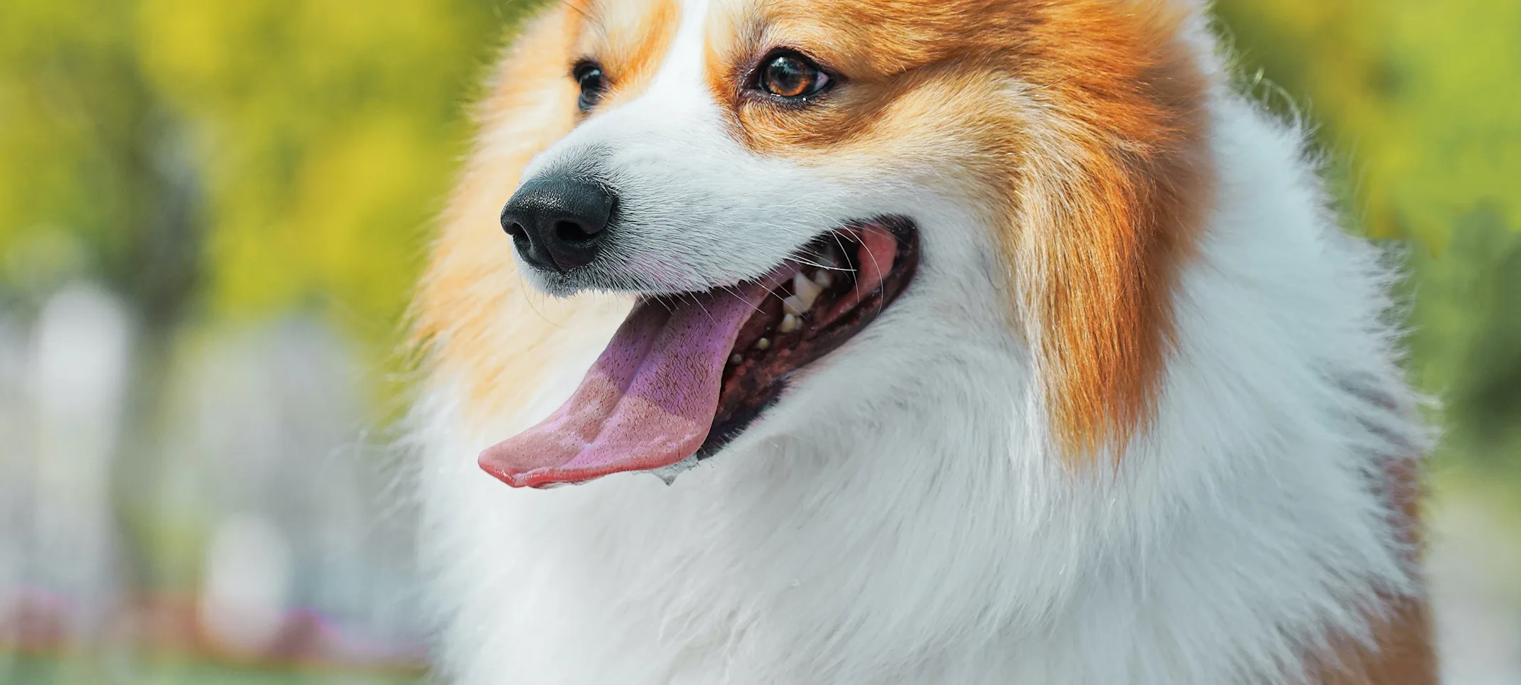 small dog walking in the park small dog walking in the park