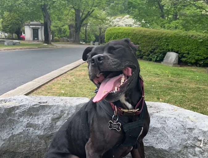 A Pitbull is smiling at the camera. A Pitbull is smiling at the camera.