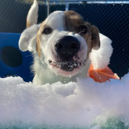 Happy Dog Playing in the Snow