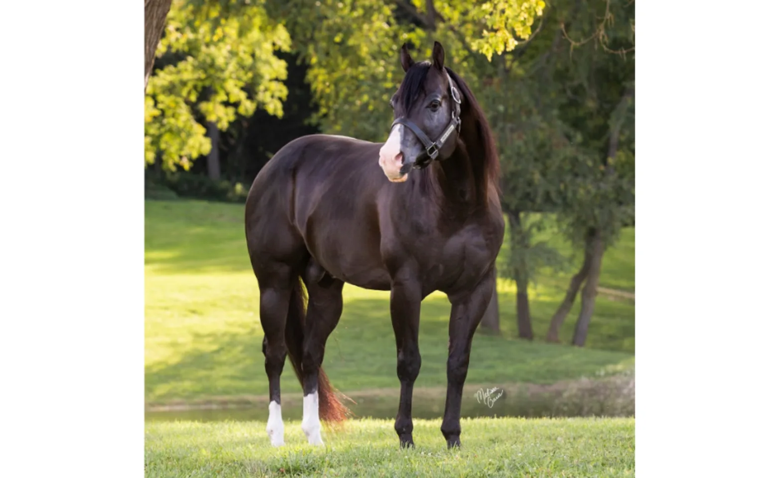 Nite Moves, a black horse standing on grass Nite Moves, a black horse standing on grass