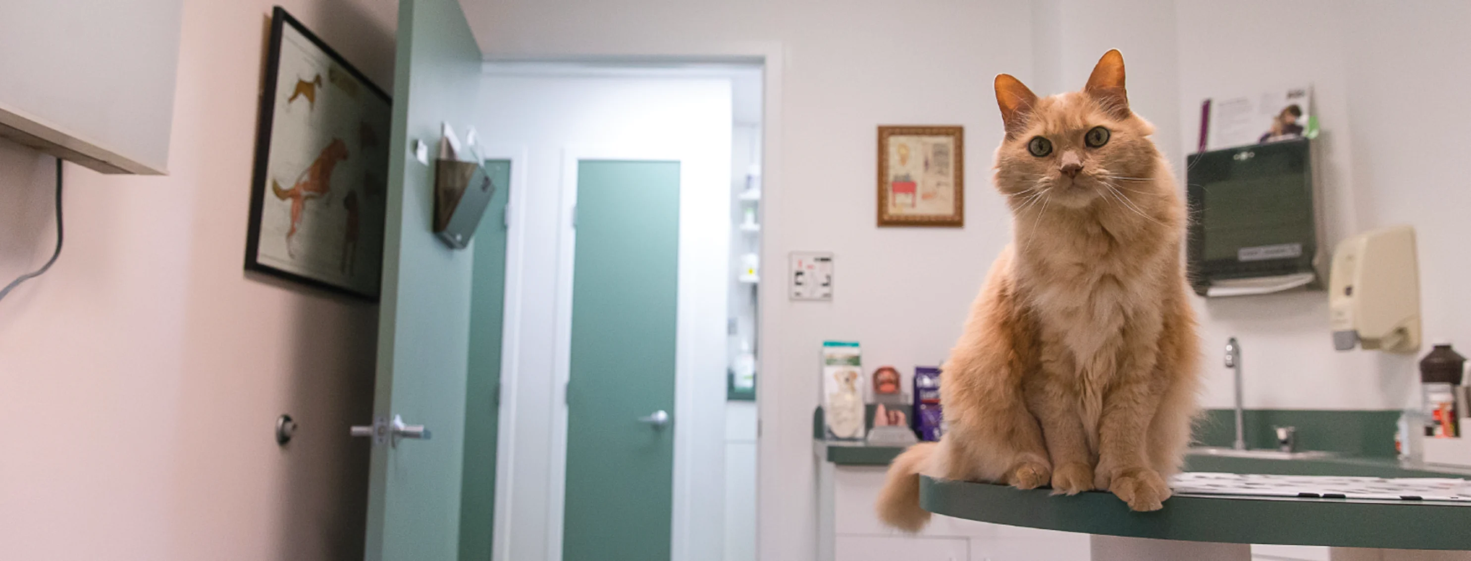 Hospital cat sitting on exam counter