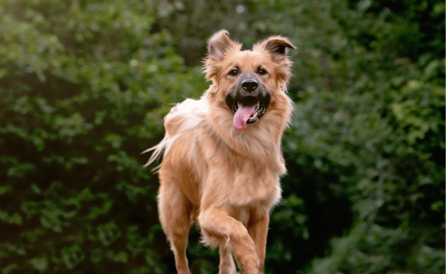 A dog running with its tongue out A dog running with its tongue out