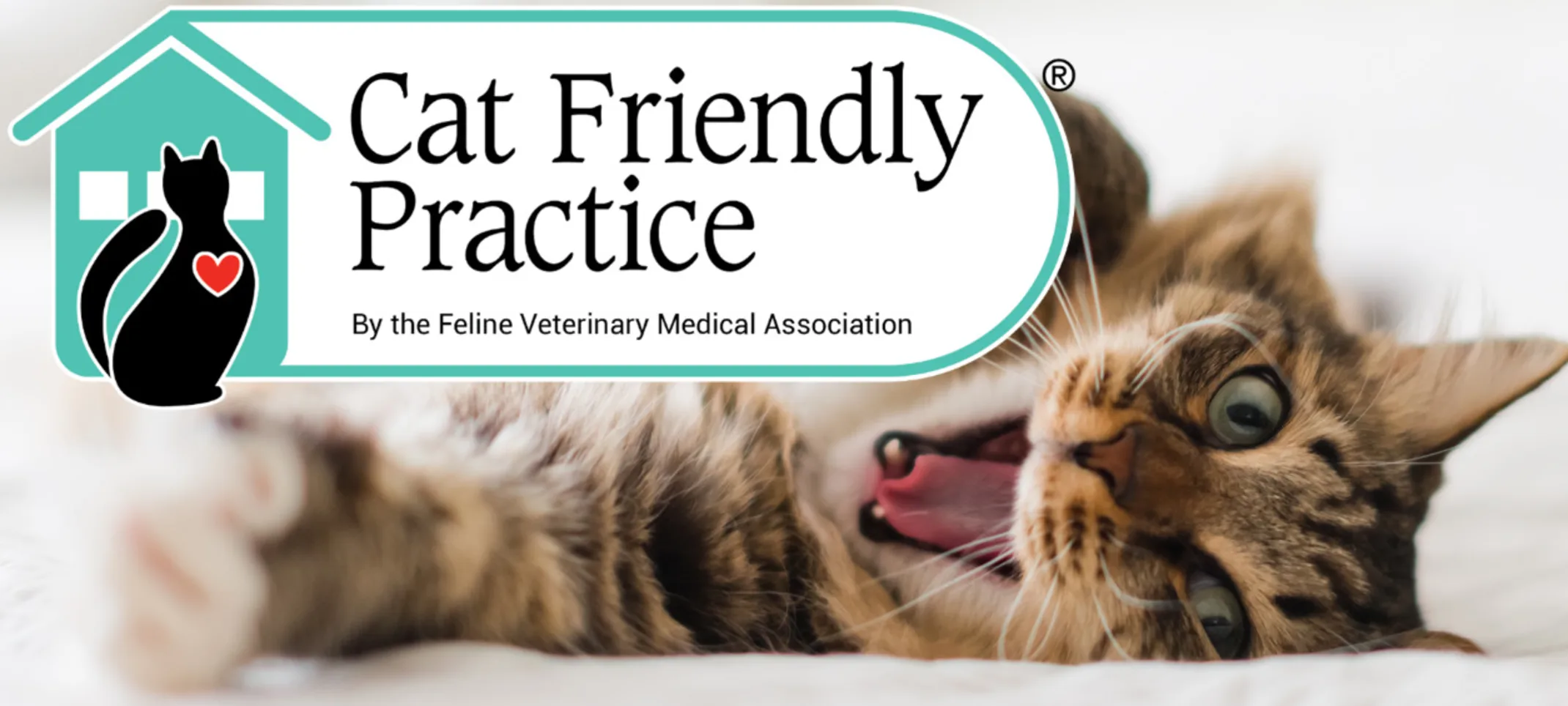 Cat laying on a bed with Cat Friendly Practice logo Cat laying on a bed with Cat Friendly Practice logo