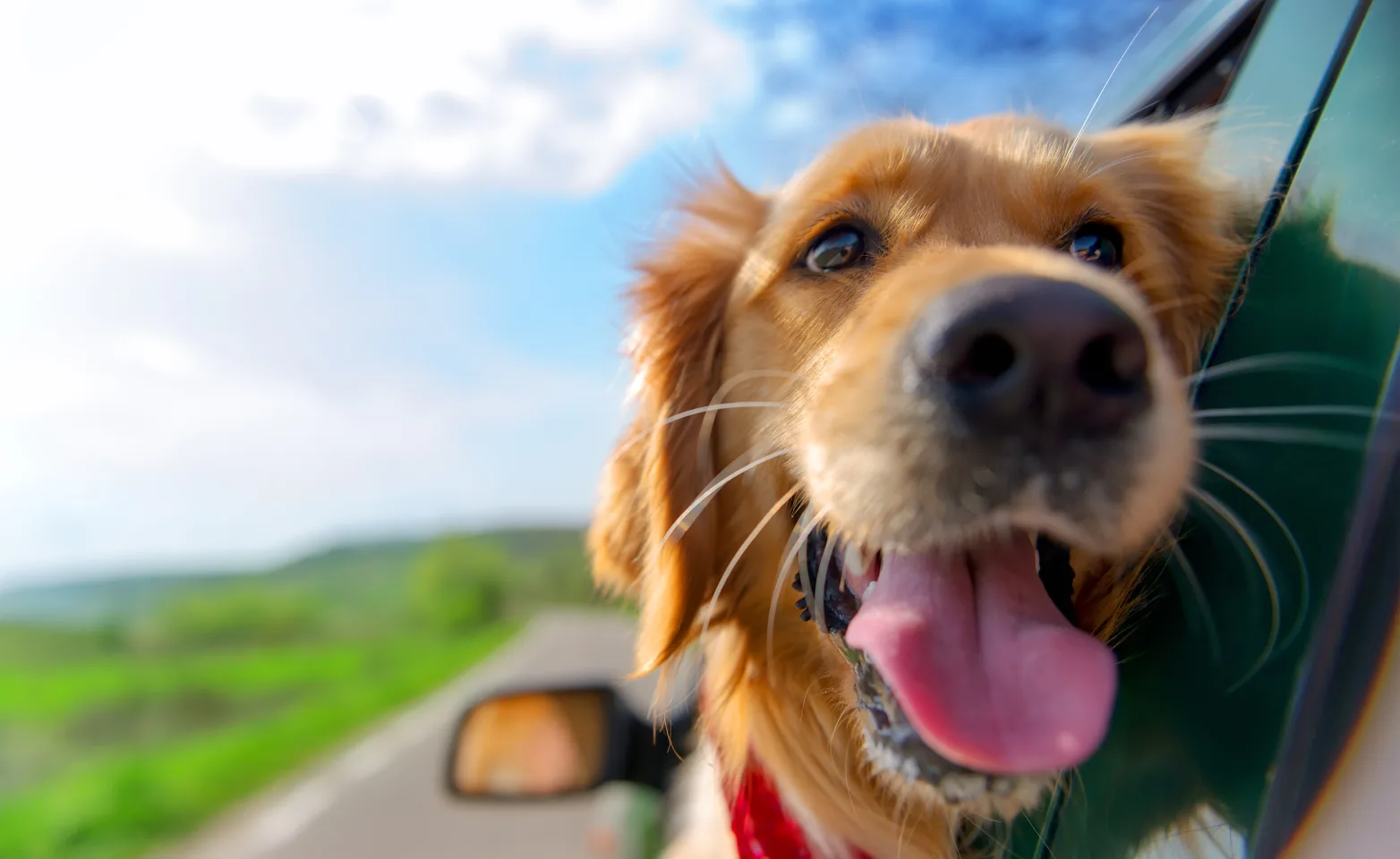 Dog sticking its head out the window 