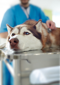 husky laying on table