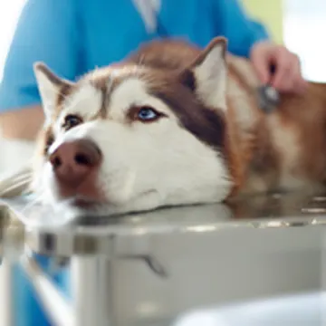 husky laying on table husky laying on table