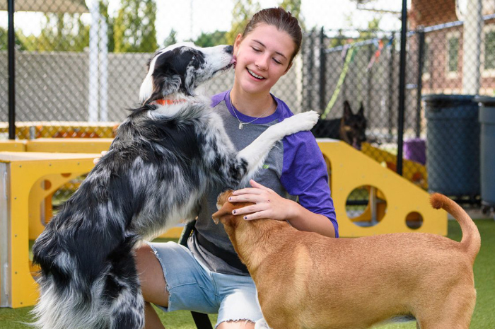 A PetSuites staff member plays with 2 dogs. 