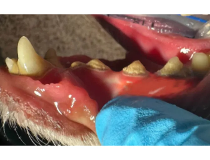 Grade 2 lower Grade 2 lower