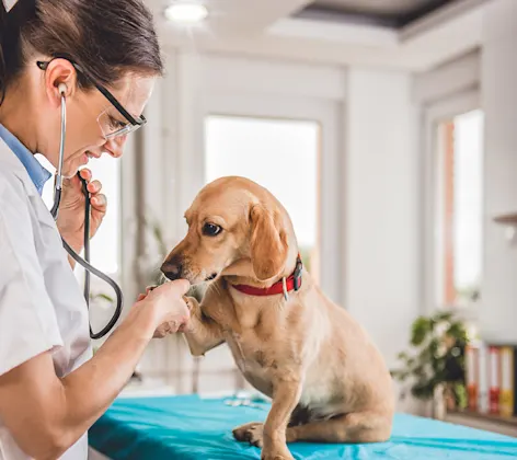 A small tan dog sitting on an exam table, getting a checkup, and shaking a paw with a female veterinarian