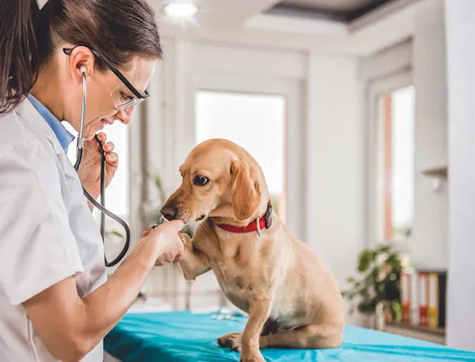 A small tan dog sitting on an exam table, getting a checkup, and shaking a paw with a female veterinarian A small tan dog sitting on an exam table, getting a checkup, and shaking a paw with a female veterinarian