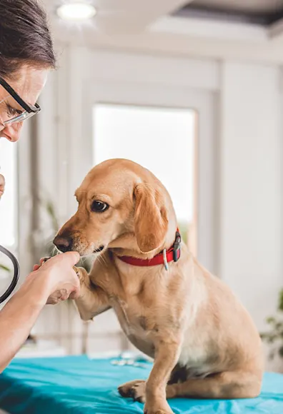 A small tan dog sitting on an exam table, getting a checkup, and shaking a paw with a female veterinarian A small tan dog sitting on an exam table, getting a checkup, and shaking a paw with a female veterinarian
