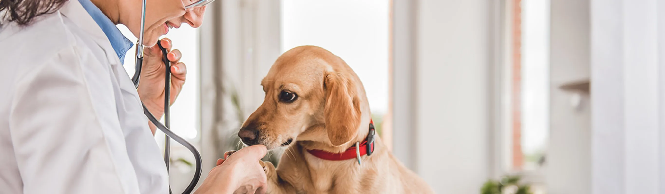 A small tan dog sitting on an exam table, getting a checkup, and shaking a paw with a female veterinarian A small tan dog sitting on an exam table, getting a checkup, and shaking a paw with a female veterinarian