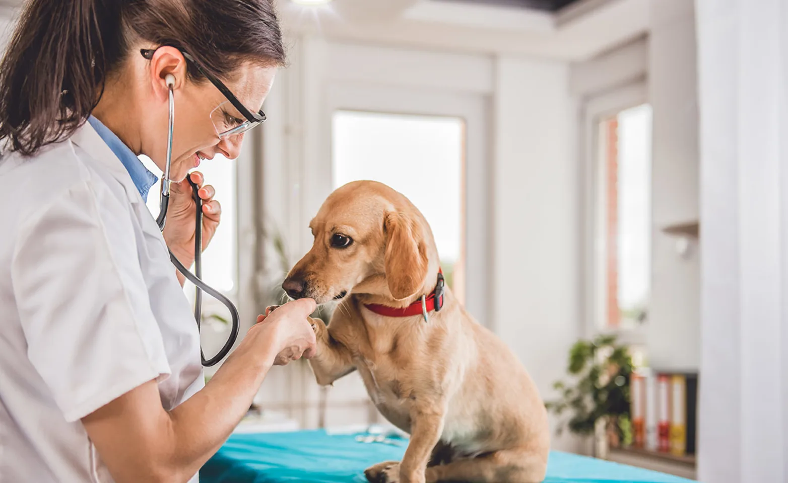 A small tan dog sitting on an exam table, getting a checkup, and shaking a paw with a female veterinarian