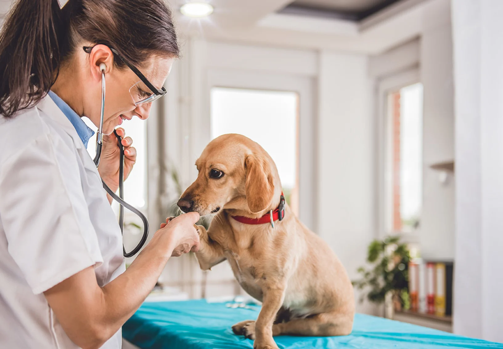 A small tan dog sitting on an exam table, getting a checkup, and shaking a paw with a female veterinarian A small tan dog sitting on an exam table, getting a checkup, and shaking a paw with a female veterinarian