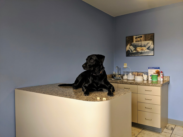 Dog on table in exam room
