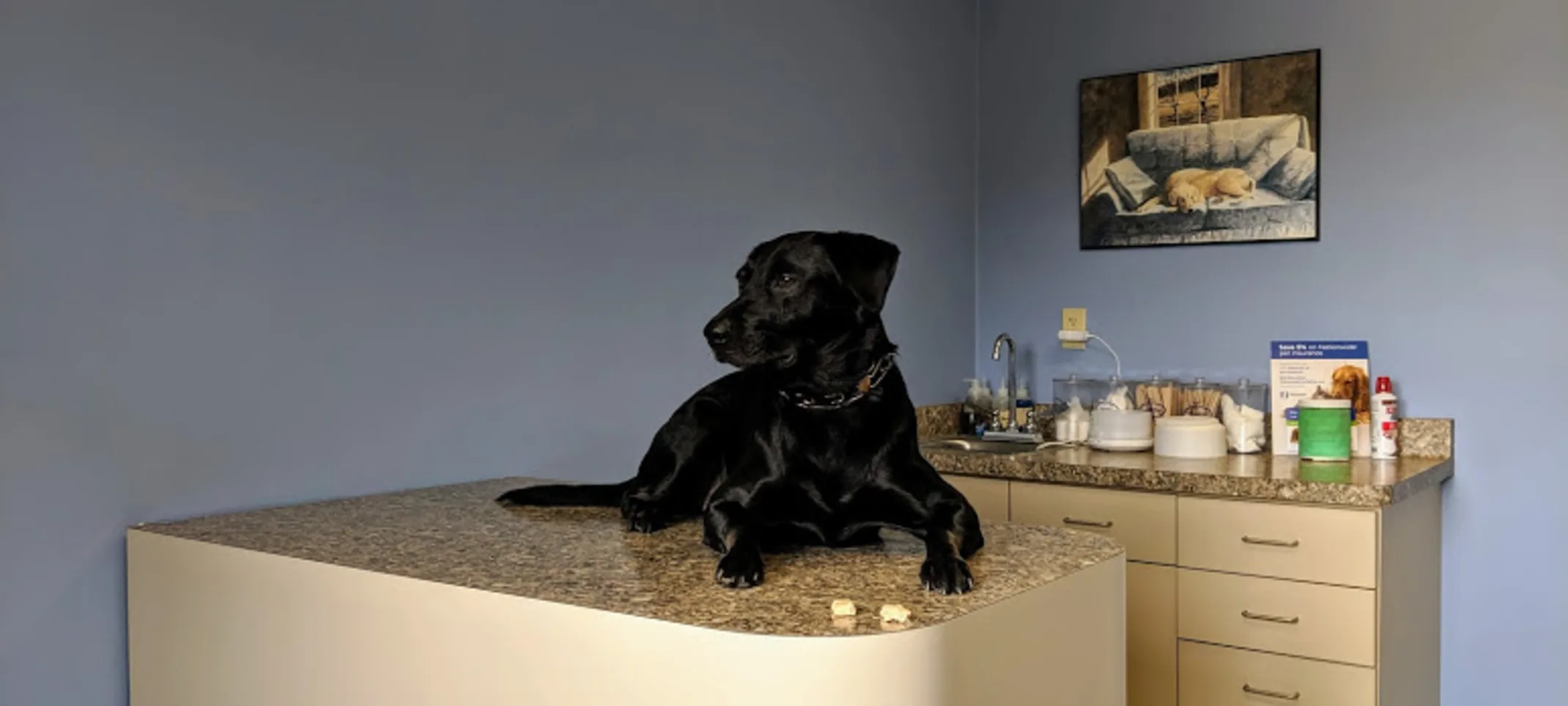 Dog on table in exam room Dog on table in exam room