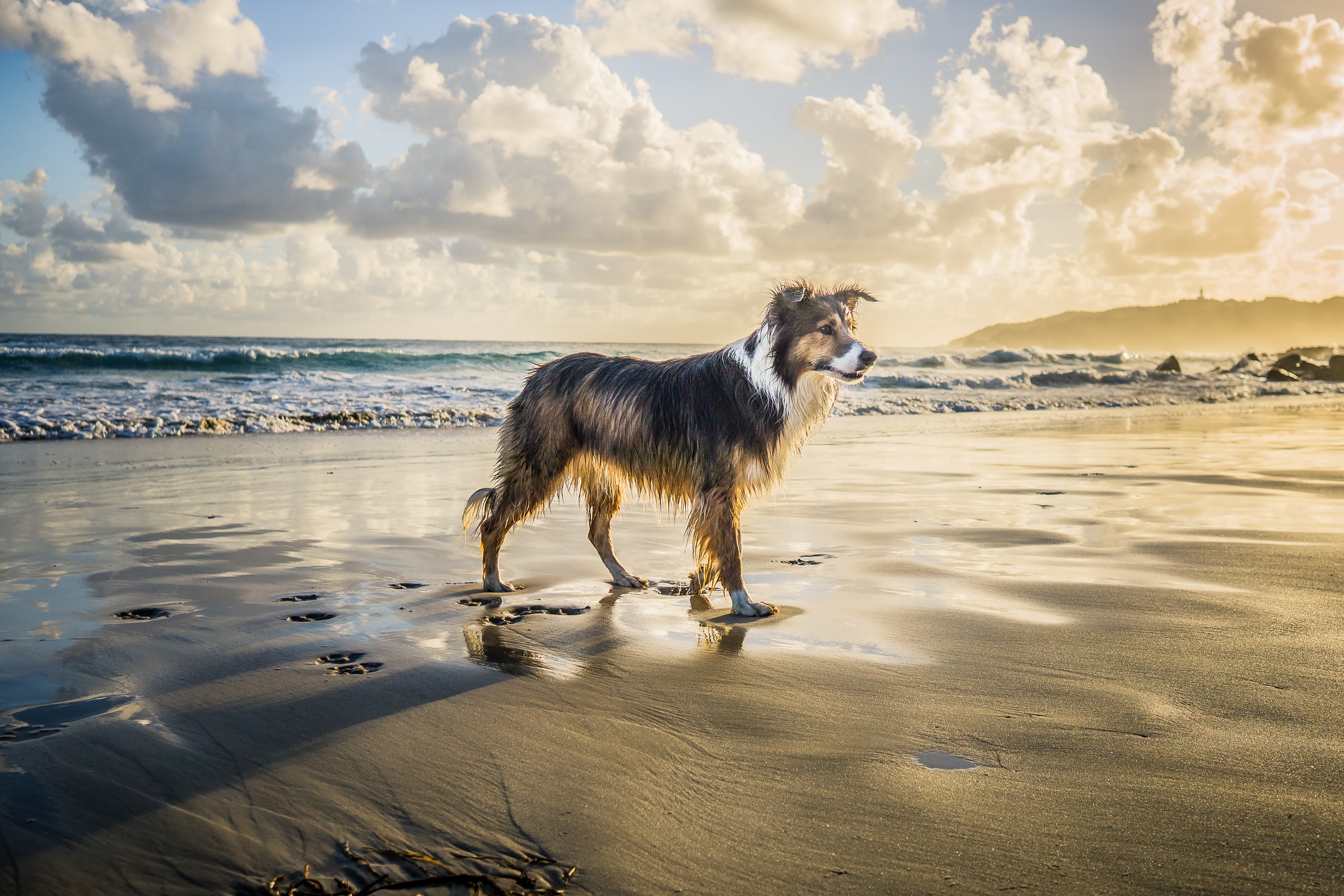 Dog standing on the beach in wet sand. 