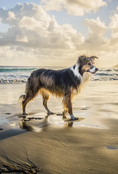 Dog standing on the beach in wet sand. 