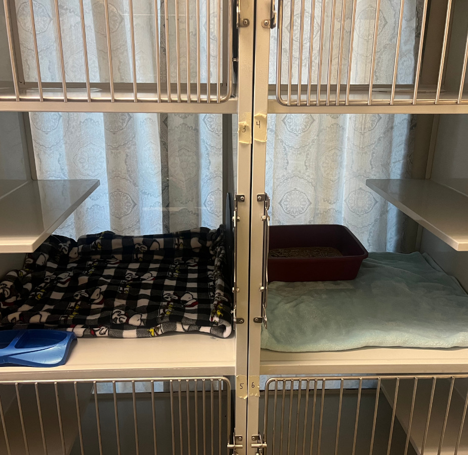 Cat Boarding Kennels
