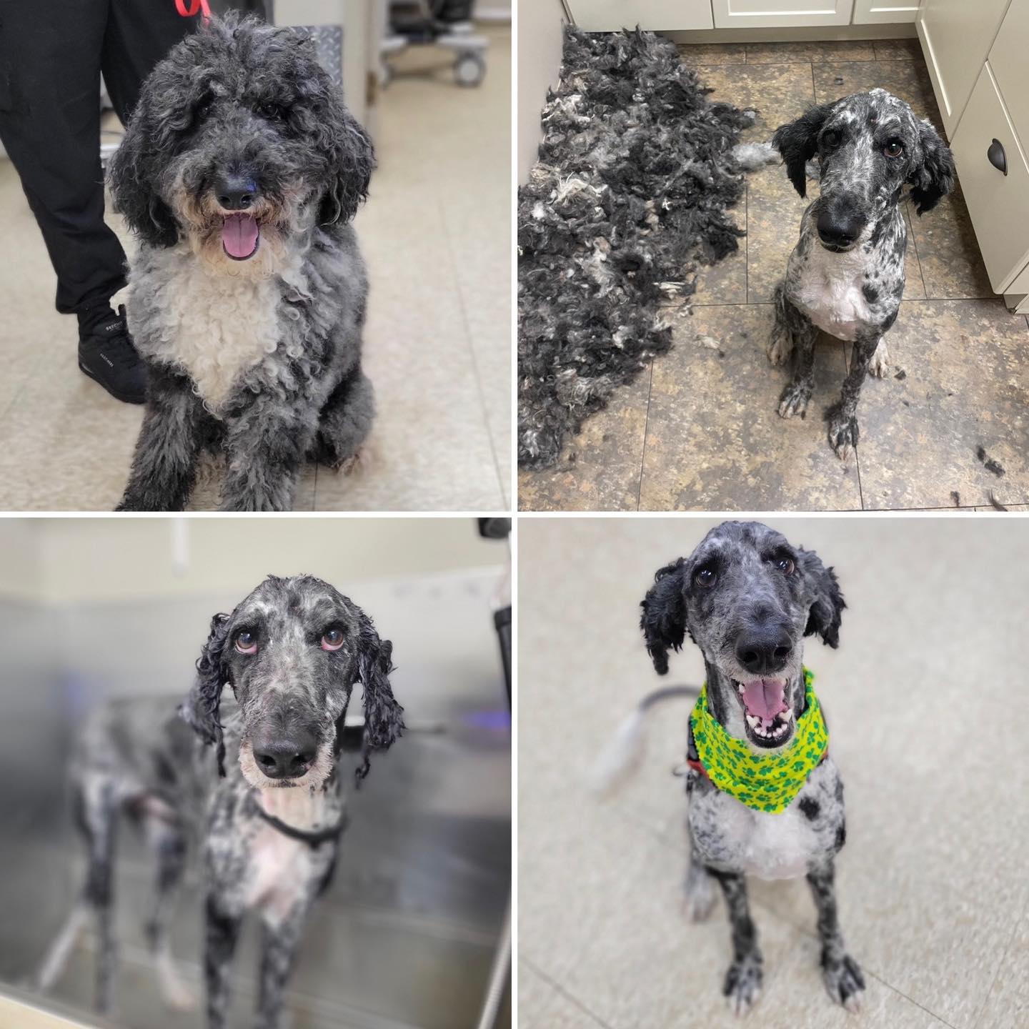 grooming image