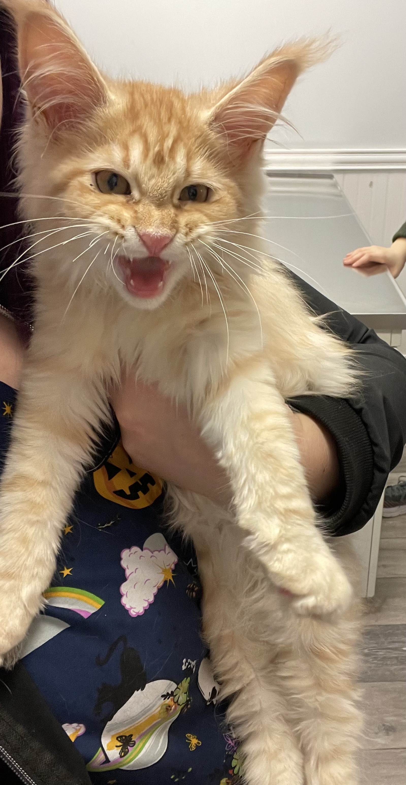 Yellow Cat Being Held at Ferry Farm Animal Clinic