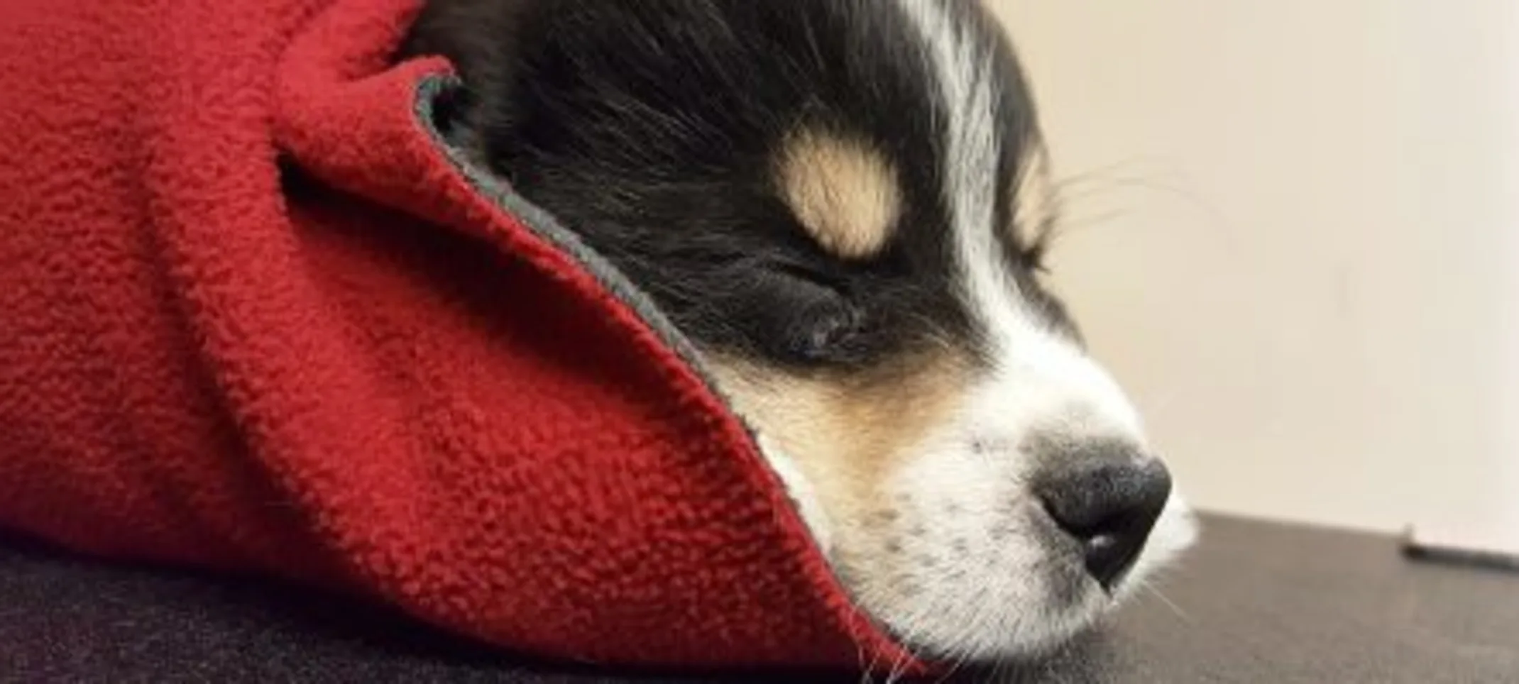 A dog within a red blanket. A dog within a red blanket.