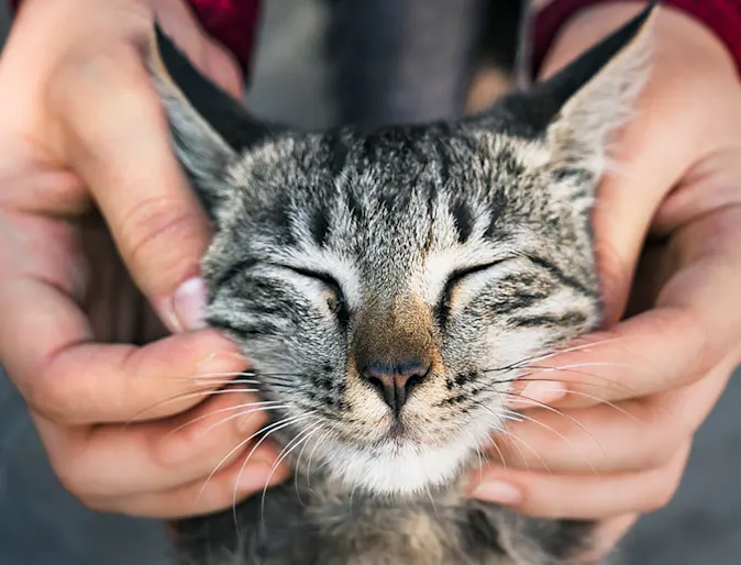 A close up of a cat being pet behind its whiskers A close up of a cat being pet behind its whiskers
