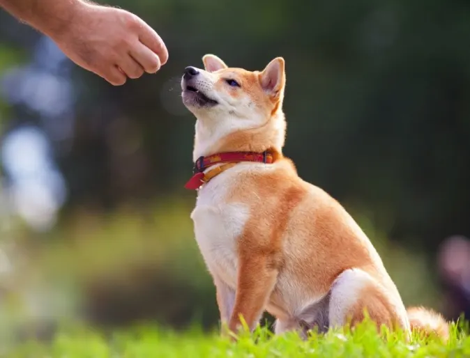 Shiba Inu dog sitting