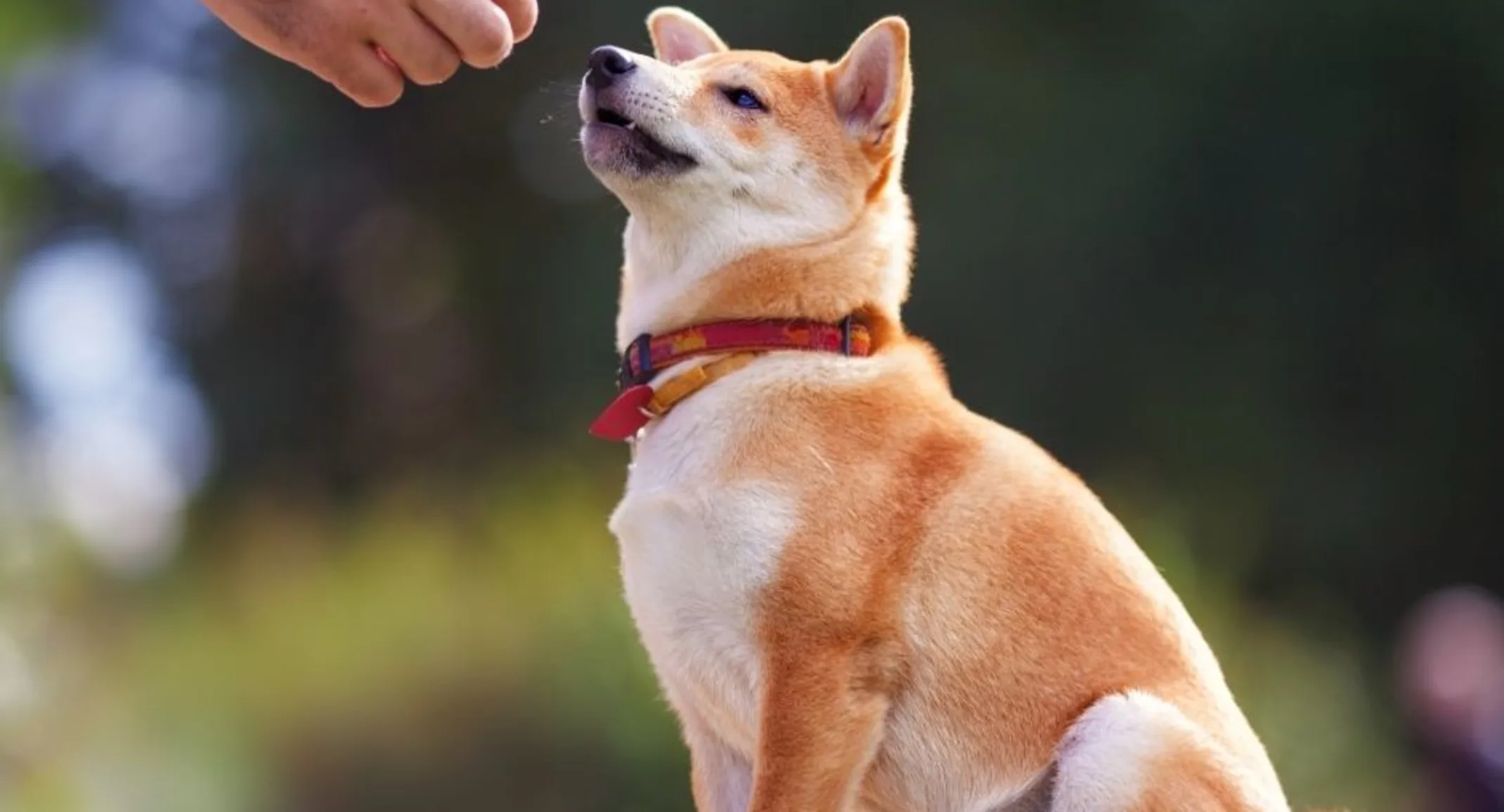 Shiba Inu dog sitting